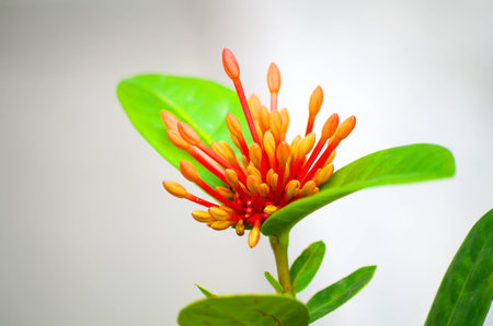 Big red sproutの写真素材