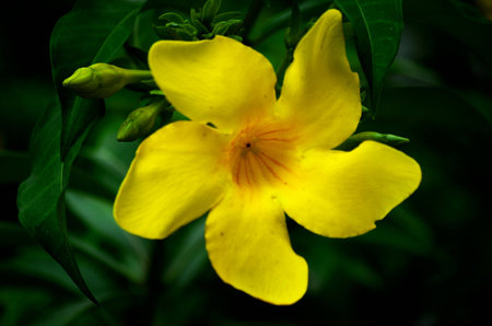 Five Leaves yellow flower の写真素材