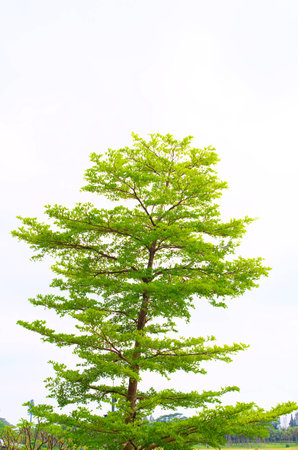 Treeの写真素材