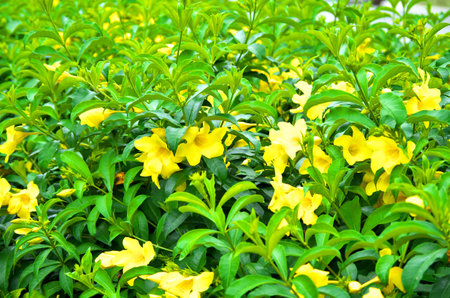 yellow flowersの写真素材