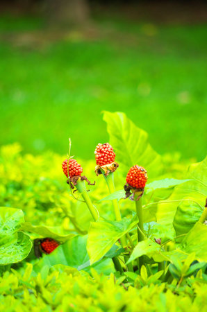 Fruitの写真素材
