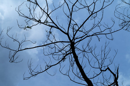 Branch and sky background