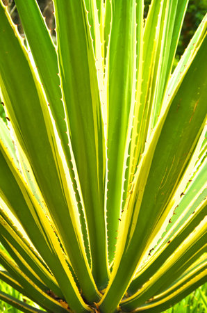 Green leaves with backlightの写真素材