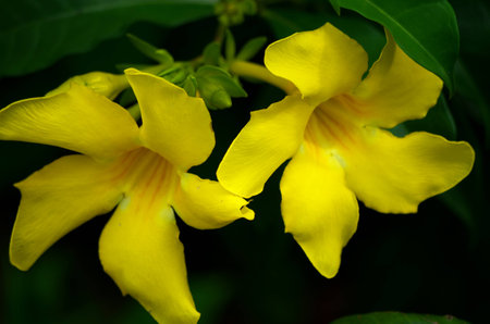 Flowerの写真素材