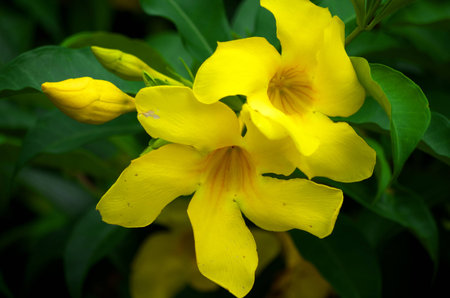 Flowerの写真素材