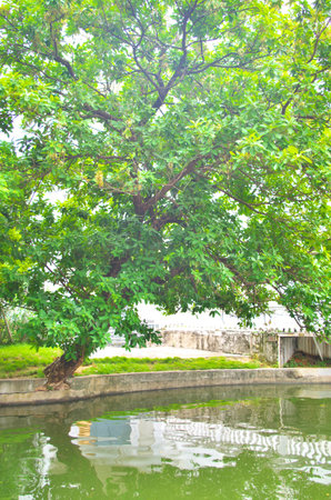 Big tree by the lakesideの写真素材