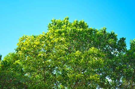 Trees