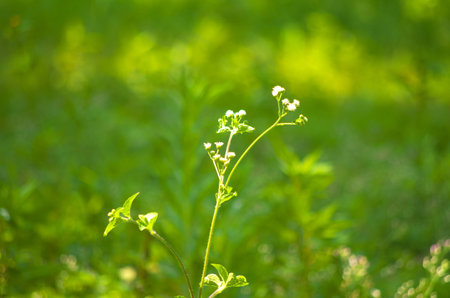 Grassの写真素材