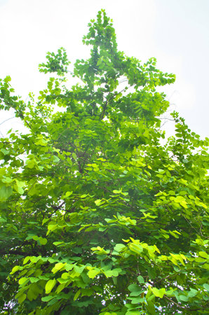 Big treeの写真素材