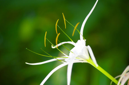 Flowerの写真素材
