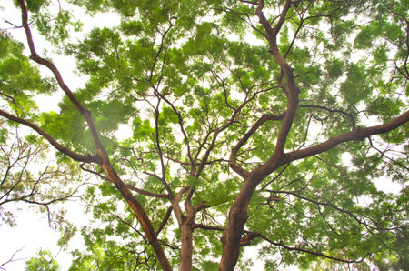 Big treeの写真素材