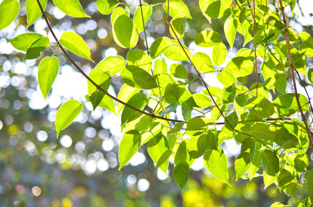Leaves with sunlight shining from the back 