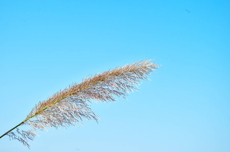 Close up to a plant under the clear blue skyの写真素材