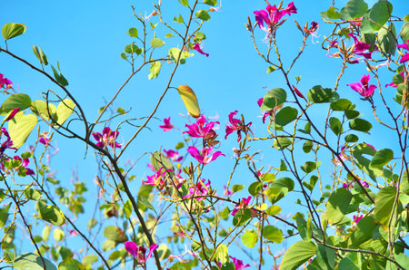 Close up to plant with flowers under the clear blue skyの写真素材