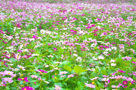 Flowers blooming at parkの写真素材