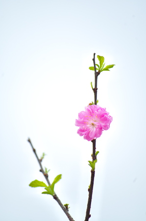 flowerの写真素材