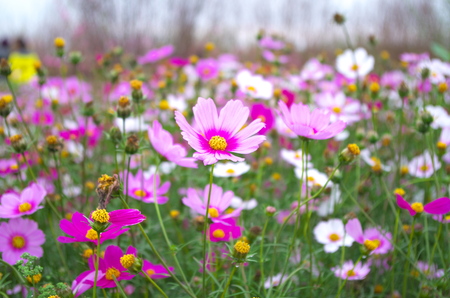 flower blooming at parkの写真素材