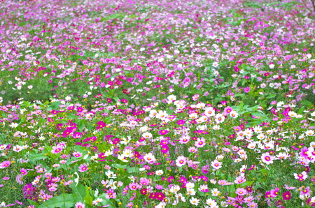 Flower  blooming at parkの写真素材