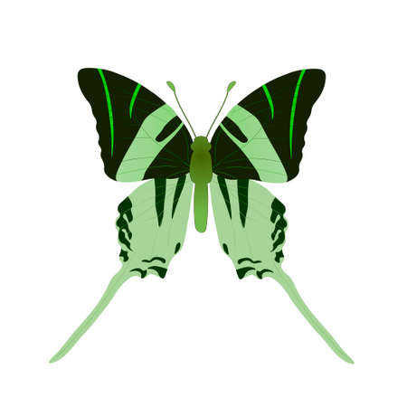 Beautiful fresh green swallowtail butterfly with black stripes isolated on white background. Vector illustrationのイラスト素材
