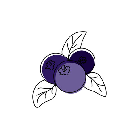Continuous one line drawing silhouette of a blueberry. Vector illustration isolated on the white background. Berry conceptのイラスト素材