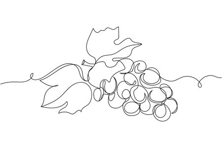 Continuous one line of grapes organic food in silhouette on a white background. Linear stylized.Minimalist.のイラスト素材
