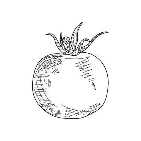 Drawing, engraving, ink, line art, vector illustration delicious cherry tomato organic food concept sketch in silhouette on a white background.のイラスト素材