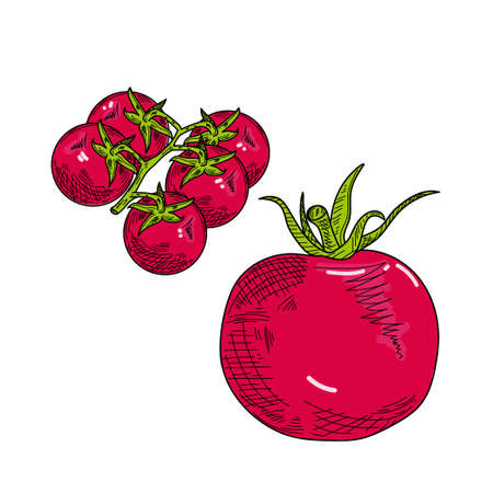 Drawing, engraving, ink, line art, vector illustration tomatoes cherry organic food sketch in silhouette on a white background.のイラスト素材