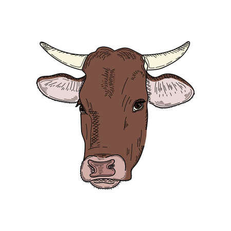 Drawing, engraving, ink, line art, vector illustration cow milk farm concept colored sketch in silhouette on a white background.のイラスト素材