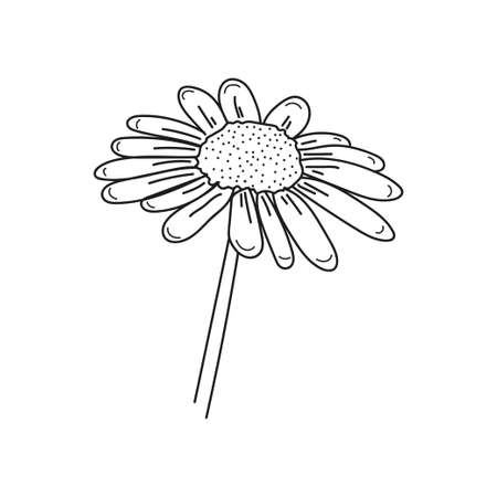 Drawing, engraving, ink, line art, linear, vector illustration oxeye daisy icon sketch in silhouette on a white background.のイラスト素材