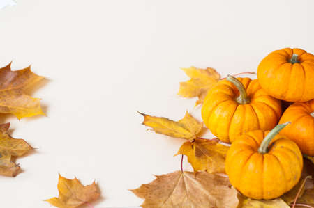 Background of colorful autumn pumpkins and leaves, fall season concept. halloween concept.の写真素材