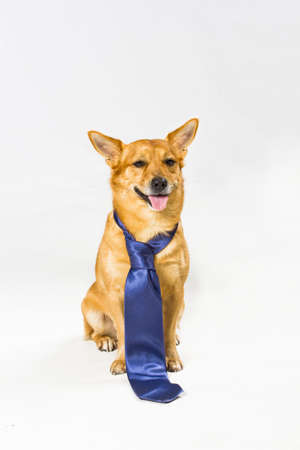 dog businessman in tie on gray background, place for text