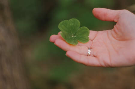 Four leaf clover in female hands.の写真素材