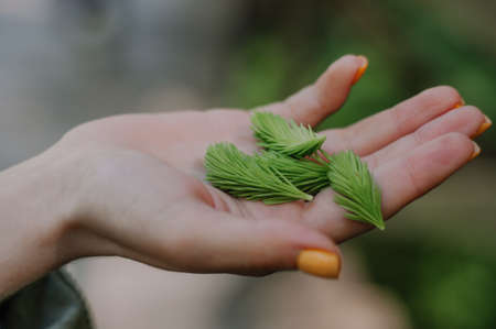 Four leaf clover in female hands.の写真素材