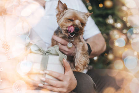 New Year concept, Christmas. Funny dog in Santa Claus hat on the background of garlands and a...