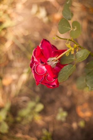 wedding rings on the roseの写真素材