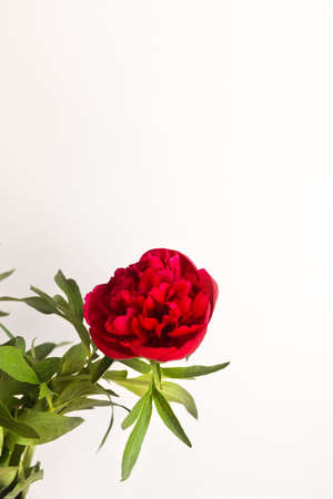 Red peony flower on a white background. Place for text.の写真素材