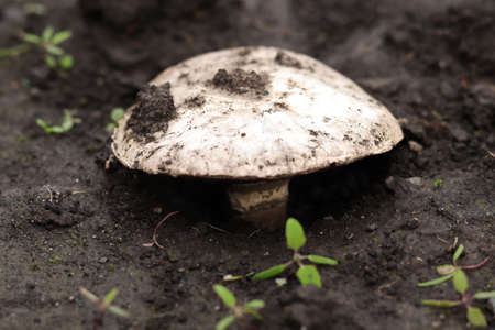 Mushrooms growing in the ground