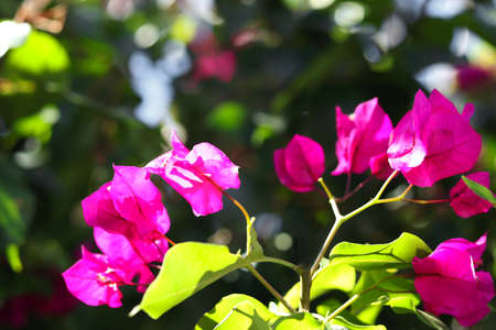 Pink bougainvillea flowers blooming in the garden.の写真素材