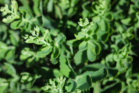 Close-up of the clusters with flowerbuds and foliage of Hylotelephium spectabile. Sedum spectabile or Hylotelephium spectabile on flowerbed.の写真素材
