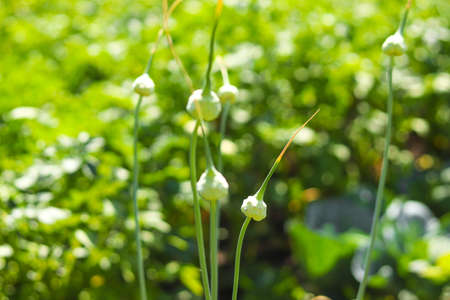 The arrows of young garlic, beautiful background.