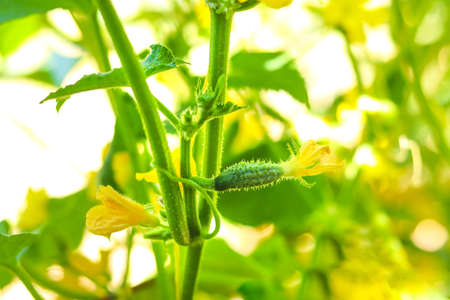 Close-up of small young tasty green fresh gherkin cucumber growing in vegetable garden farm greenhouse on bright sunny summer or spring day.の写真素材