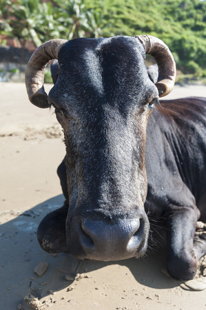 Portrait of close-up black cow on the beachの写真素材
