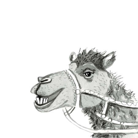 Watercolor realistic camel desert animal isolated on a white background illustration.の写真素材