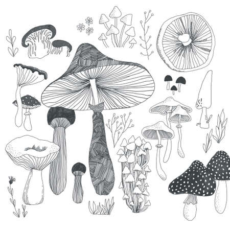 Sketch with mushrooms. Illustration of doodle. Organic vegetarian product for menu, label, packaging, recipeの写真素材
