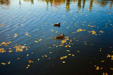 Duck swimming amongst leaves during autumn. Horizontal photo. Natural background.の写真素材