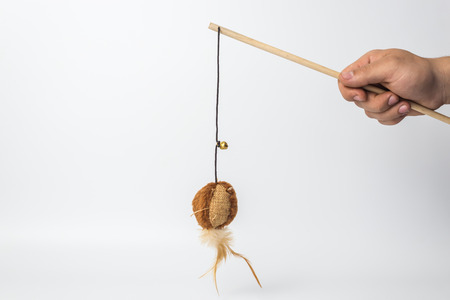 Cat Toy with a man hand  on white background  with copy spaceの写真素材