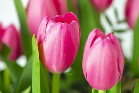Group of beautiful pink tulip flowersの写真素材