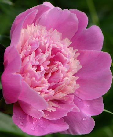 Pink flowerの写真素材
