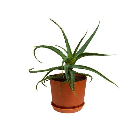 aloe isolated on white backgroundの写真素材