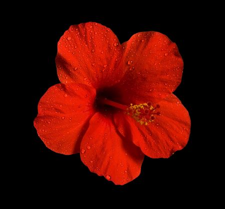 Red flower isolated over black backgroundの写真素材